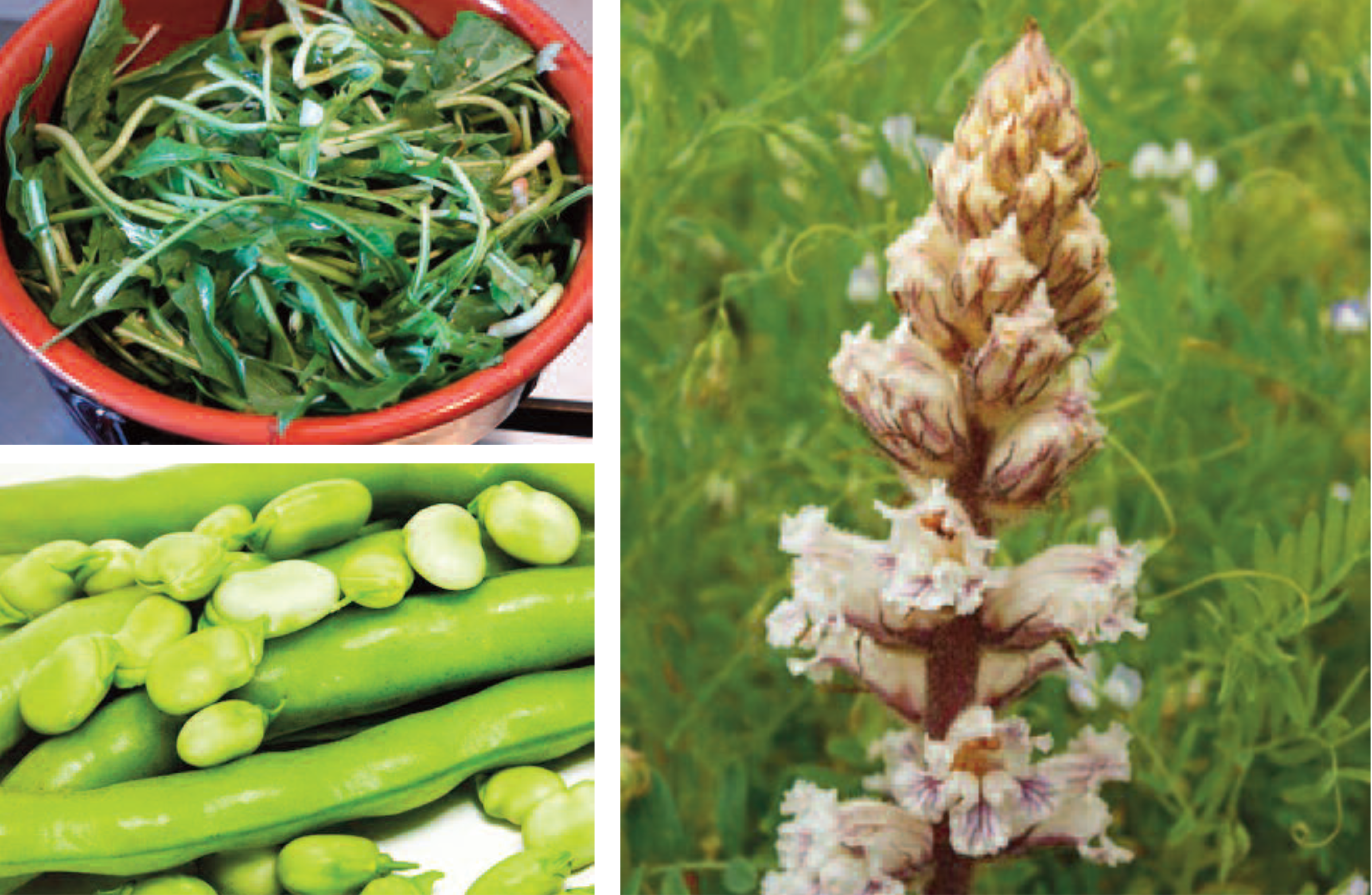 Dalla campagna alla cucina: paparine cicurèddi unguli e spurchia